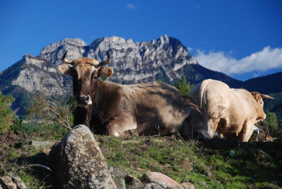 Apartamentos Pirineos Ordesa Эль-Пуэйо-де-Арагуас Экстерьер фото